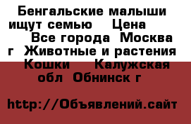 Бенгальские малыши ищут семью) › Цена ­ 5 500 - Все города, Москва г. Животные и растения » Кошки   . Калужская обл.,Обнинск г.